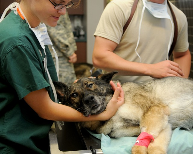 asistencia clinica veterinaria